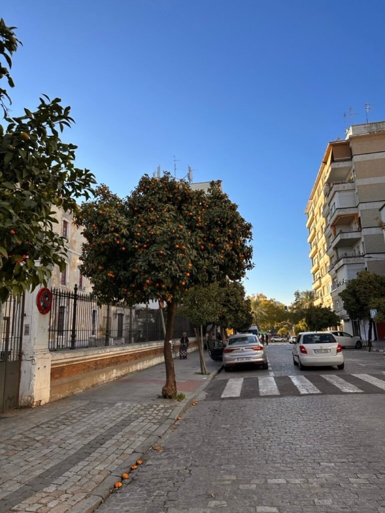 Cobbled street with orange trees and parked cars