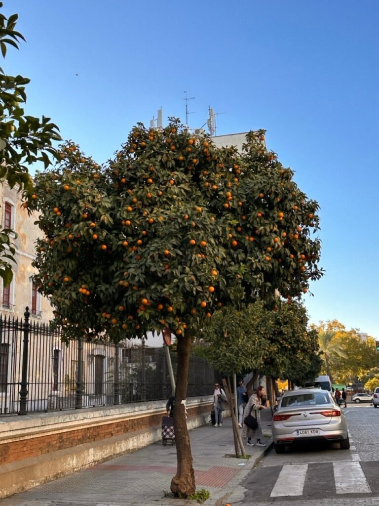 Orange trees along a street beside an iron fence