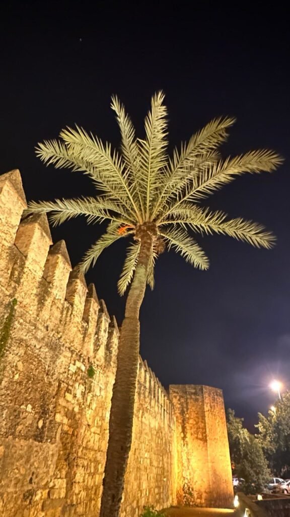 Palm tree beside the illuminated city walls at night
