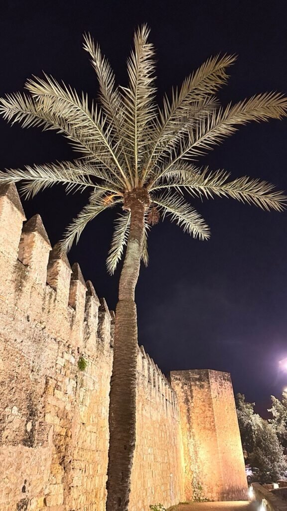 Palm tree in front of the floodlit stone city wall at night